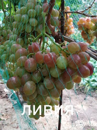 Саженцы и черенки винограда