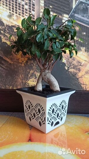 Бонсай Фикус микрокарпа генсенг