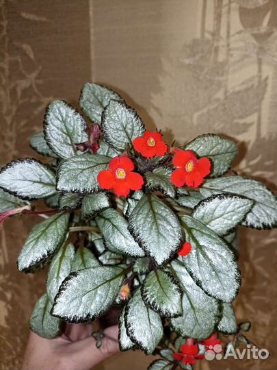 Эписции часть 1