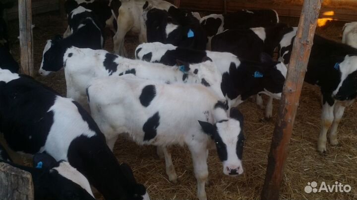 Бычки на откорм телята