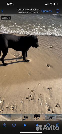 Вязка собак кане корса