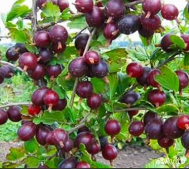 Крыжовник, смородина красная, черная саженцы