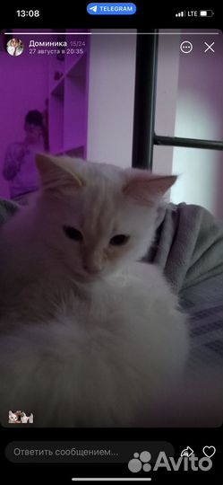 Кошка в дар