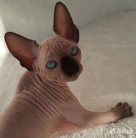 Канадский сфинкс котята