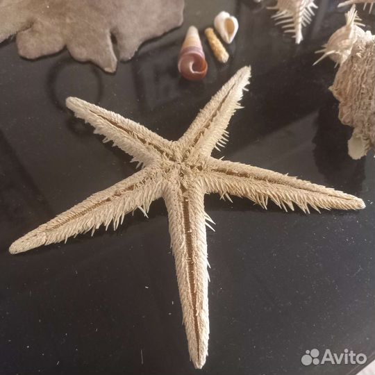 Коралл ракушки морская звезда