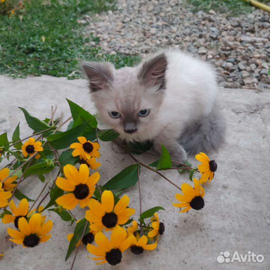 Кошка в дар