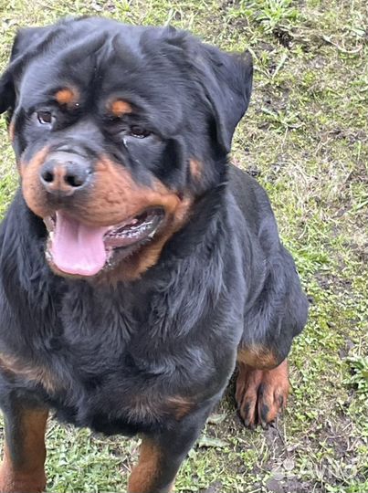 Ротвейлер мальчик