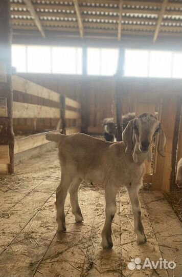 Англо нубийский козлики