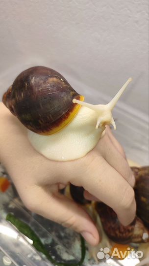 Улитка черная Тигр Дарк Роз