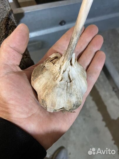 Сортовой чеснок