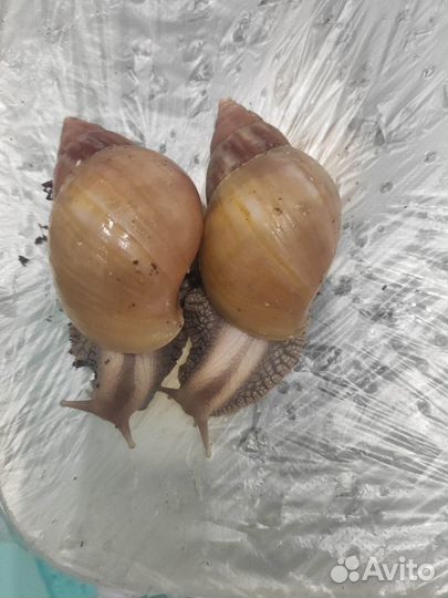 Улитки ахатины