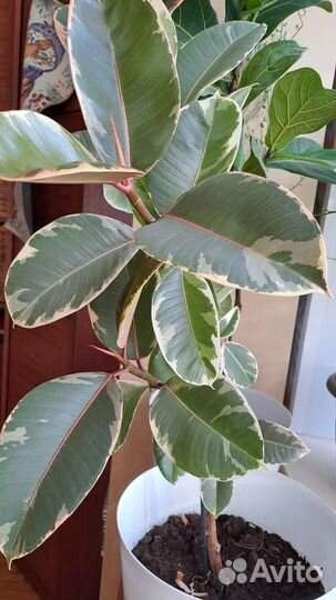 Фикус эластика тинеке