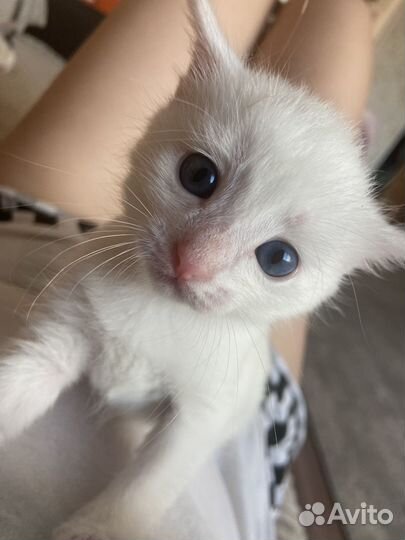 Отдам котенка