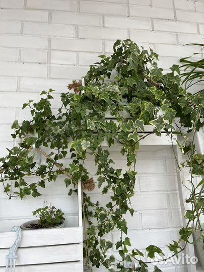 Плющ пестролистный (хедера)