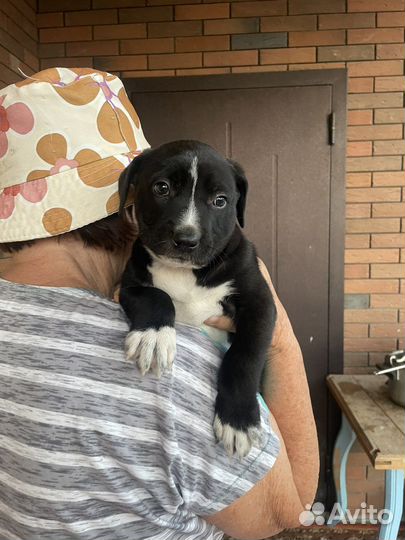 Собаки щенки бесплатно