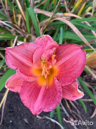 Сортовой ассортимент 30