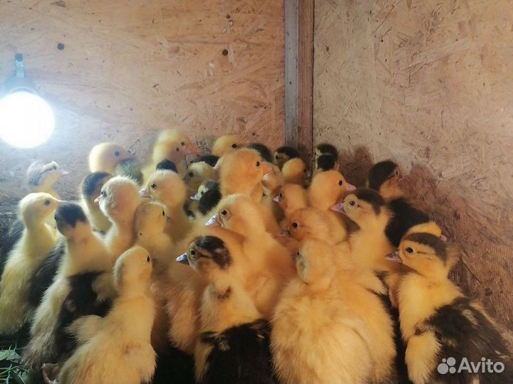 Гусята. Муларды. Индоутята. Утята. Цесарята