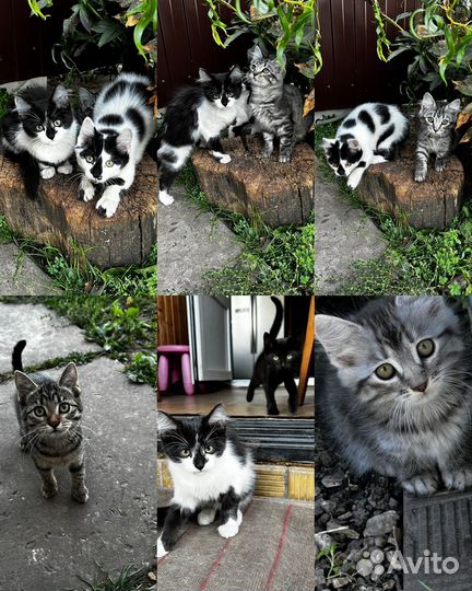 Котята в добрые руки