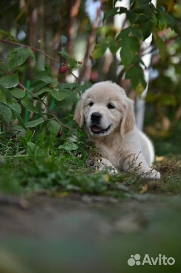 Голден ретривер