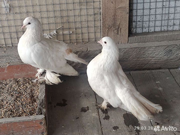 Статные голуби