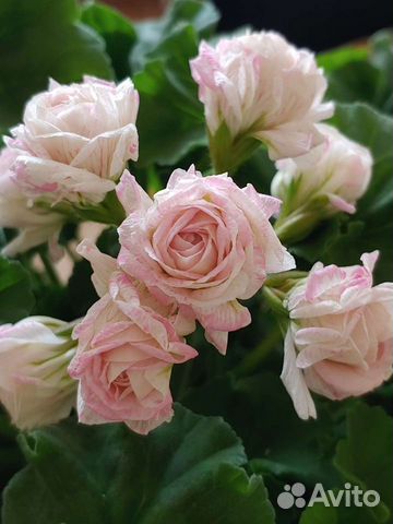 Пеларгония герань Ю-Царская Невеста купить в Калининграде | Товары для ...