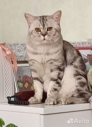 Шотландский кот на вязку