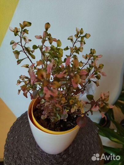 Альтернатера Бетцика