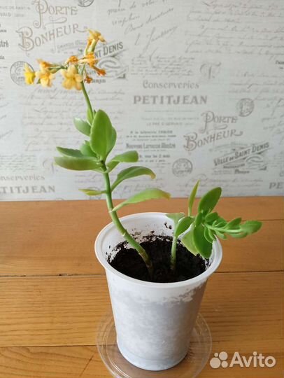 Каланхоэ цветущий