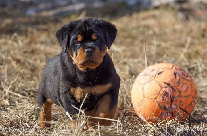 Щенки ротвейлера