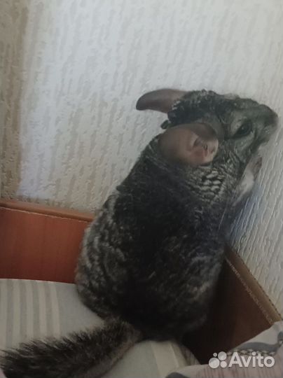 Шиншилла