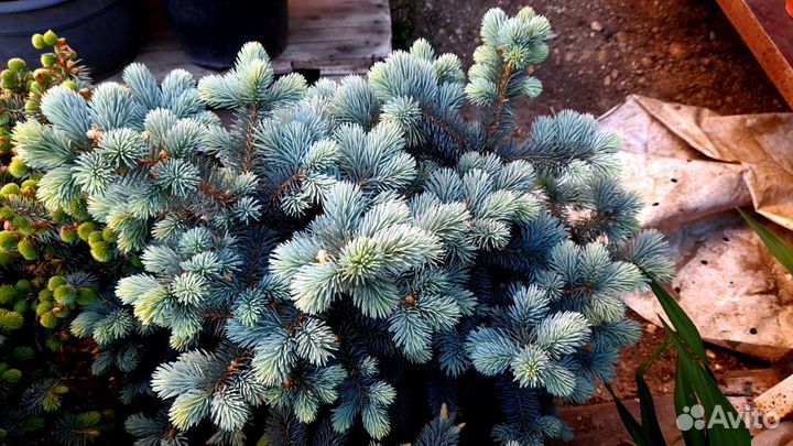 Ёли Шарообразные и Подушкообразные, зкс