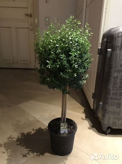 Мирт, миртовое дерево