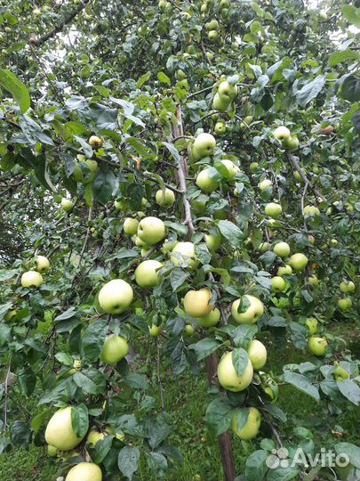 Продам антоновку со своего сада с доставкой