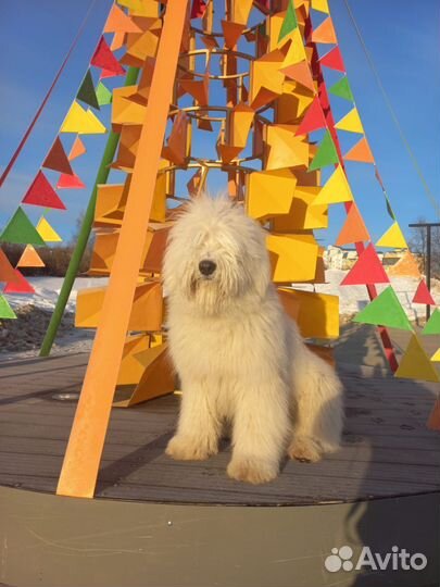 Фотосессия с собакой и Канистерапия