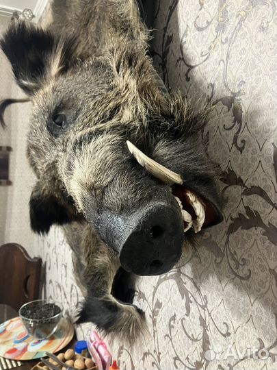 Шкура кабана с головой