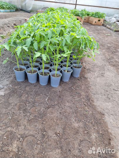 Рассада томатов