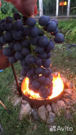Черенки чубуки винограда изабелла