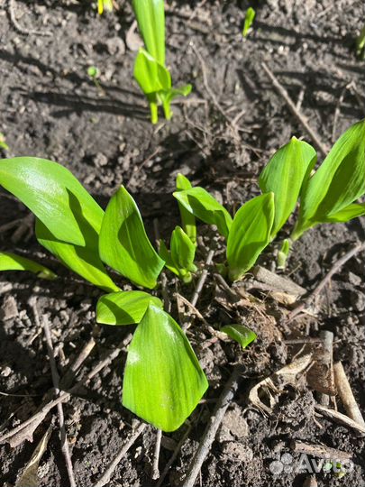 Луковицы черемши