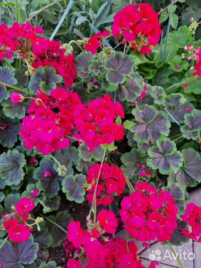 Пеларгония герань