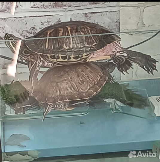 Красноухая черепаха