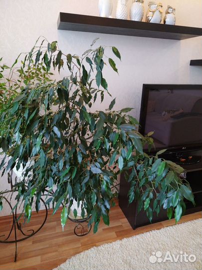 Фикус бенджамина большой