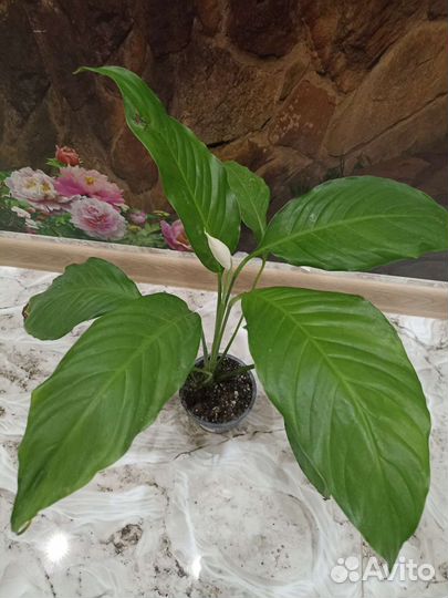 Спатифиллум