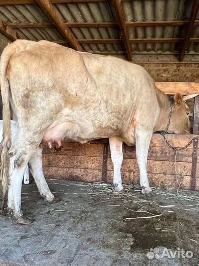 Корова с теленком