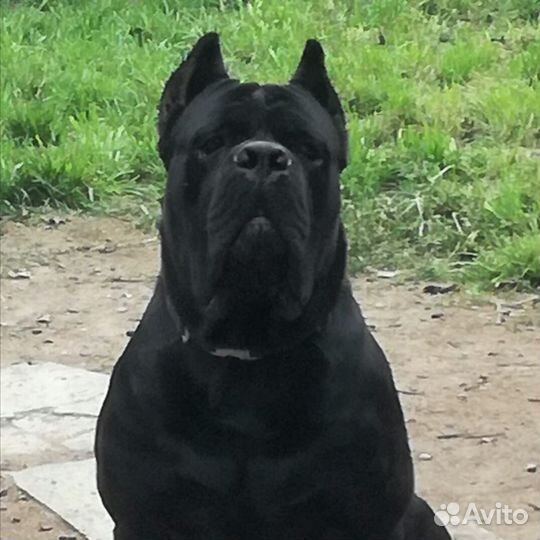 Кобель кане корсо для вязки