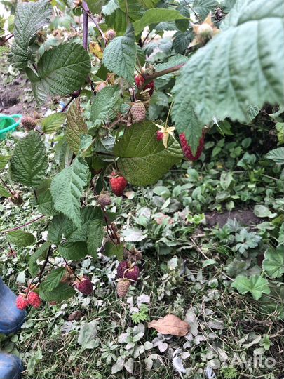 Саженцы ремонтантной малины