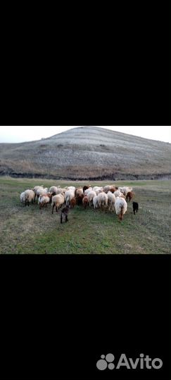 Овцы бараны ягнята оптом