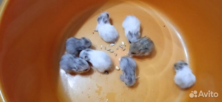 Сирийский хомяк продам