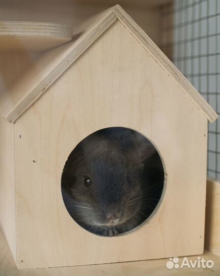 Витрина Клетка для шиншиллы Дегу грызунов хорька 6