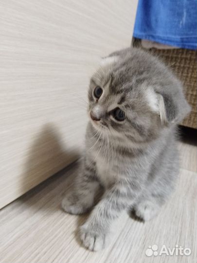 Шотландские котята