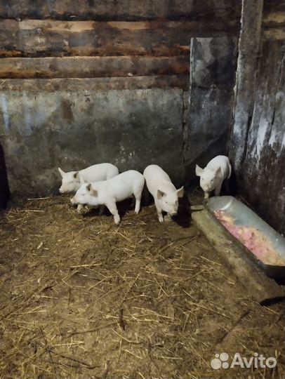 Поросенок ландрас